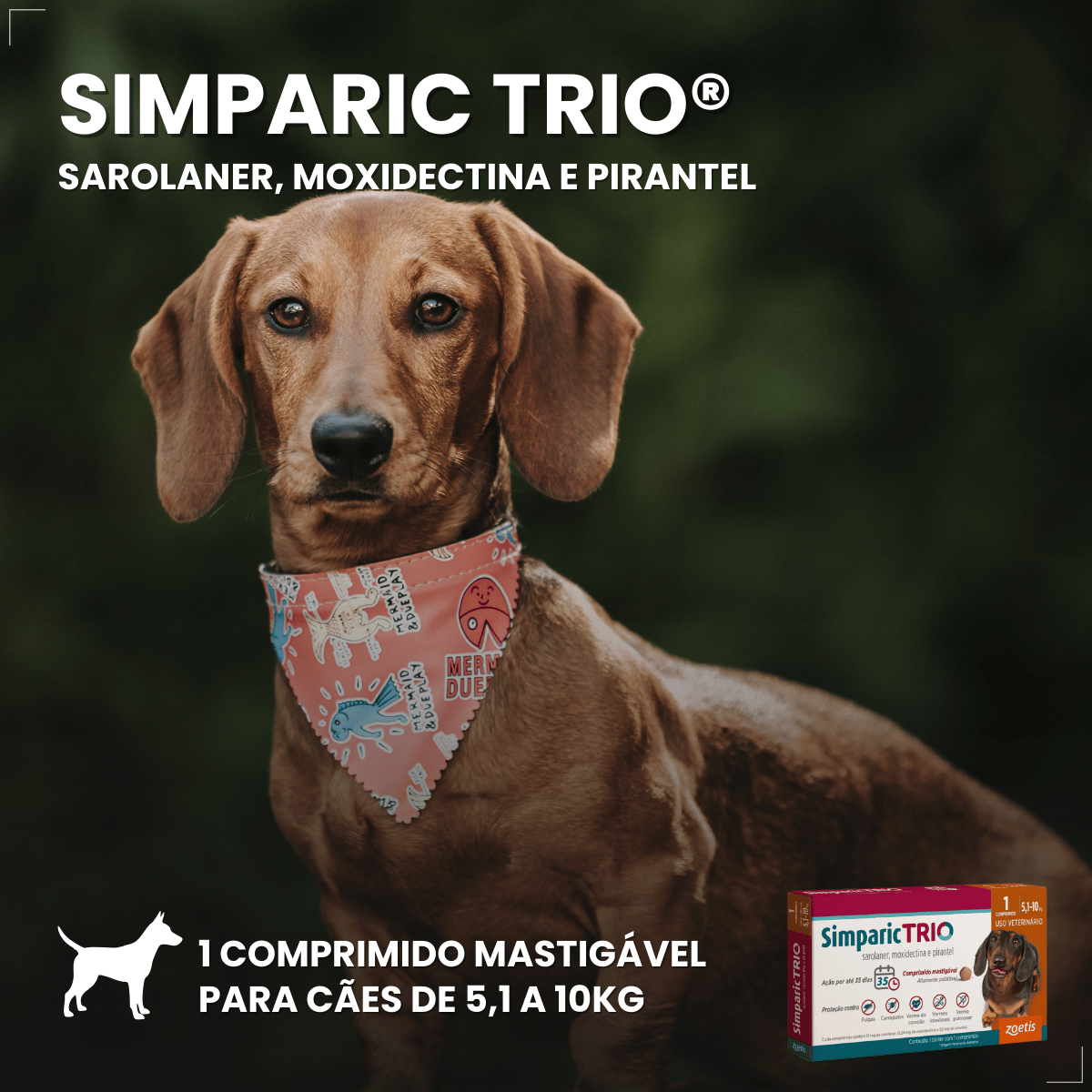 Simparic TRIO Cães 5,1 a 10KG Vermífugo Pulga Carrapato 1 Comprimido