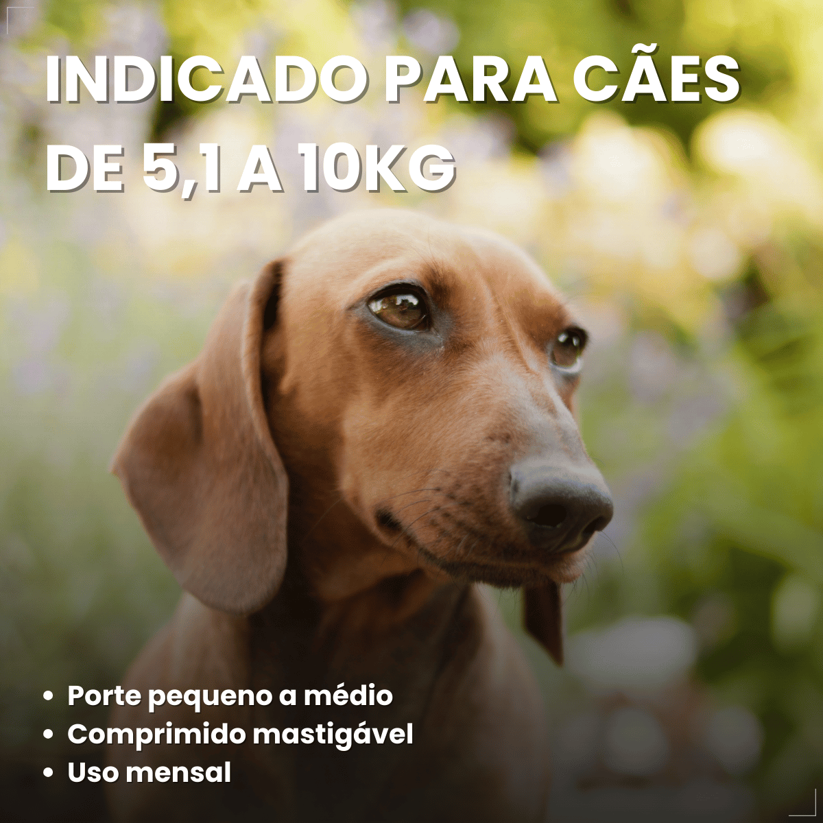 Simparic TRIO Cães 5,1 a 10KG Vermífugo Pulga Carrapato 1 Comprimido