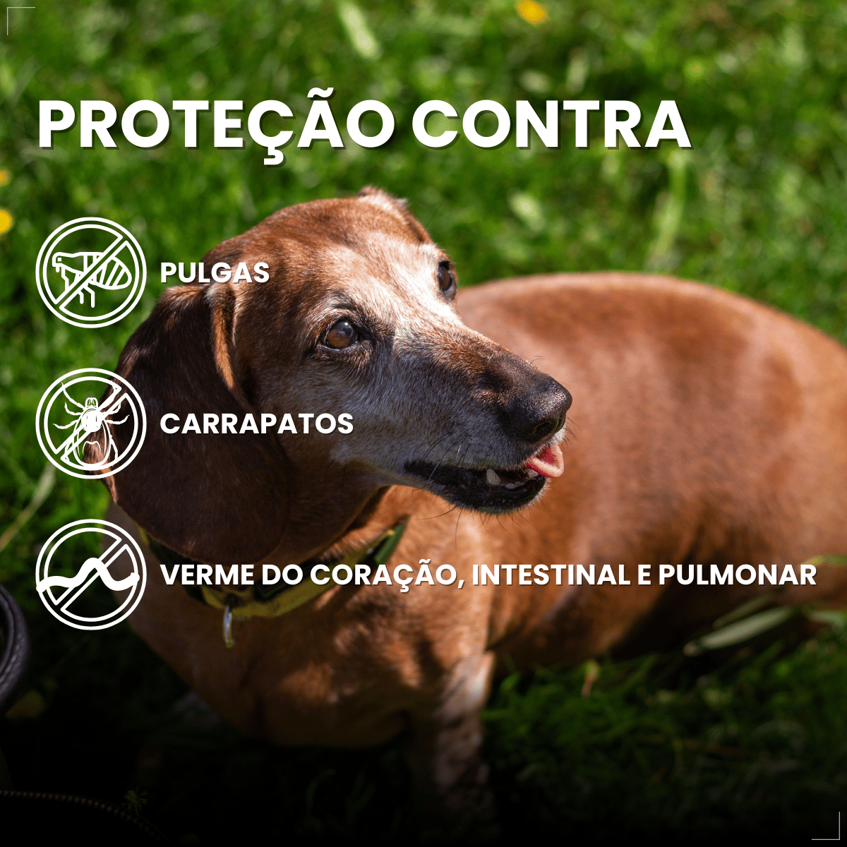 Simparic TRIO Cães 5,1 a 10KG Vermífugo Pulga Carrapato 1 Comprimido