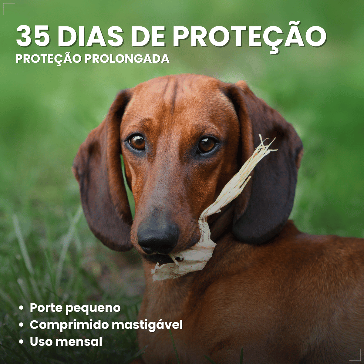 Simparic TRIO Cães 5,1 a 10KG Vermífugo Pulga Carrapato 1 Comprimido