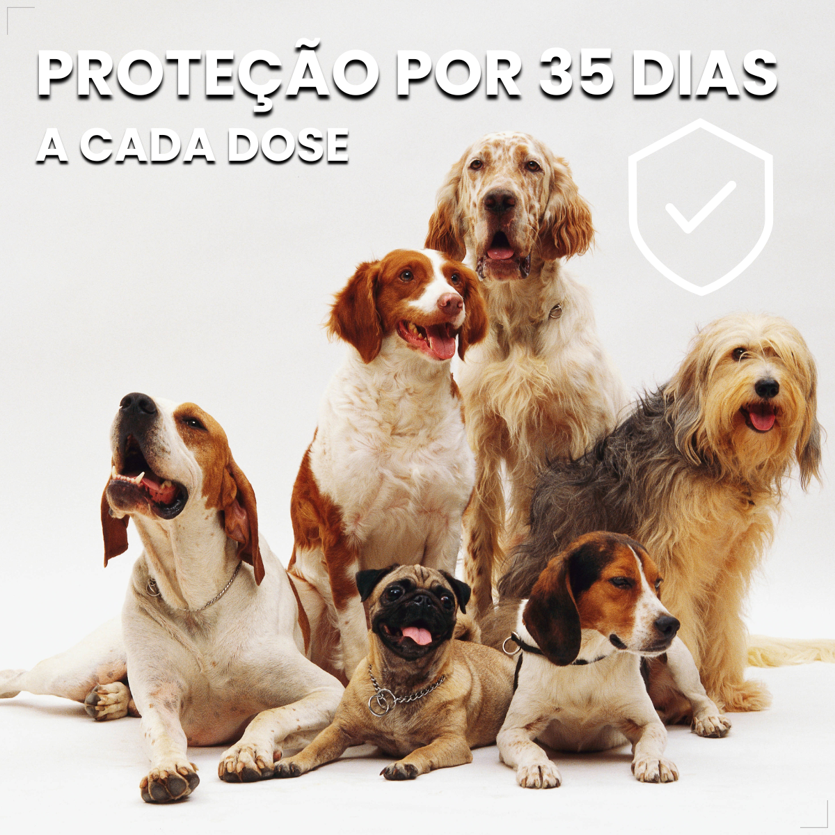 Zoetis Simparic 80 mg para Cães 20,1 a 40 Kg 3 comp