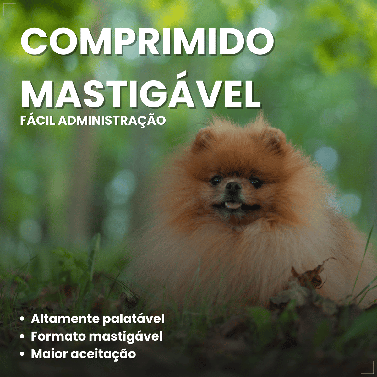 Simparic TRIO Cães 2,6 a 5KG Vermífugo Pulga Carrapato 3 Comprimidos