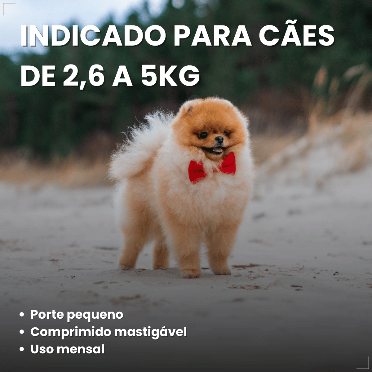 Simparic TRIO Cães 2,6 a 5KG Vermífugo Pulga Carrapato 3 Comprimidos