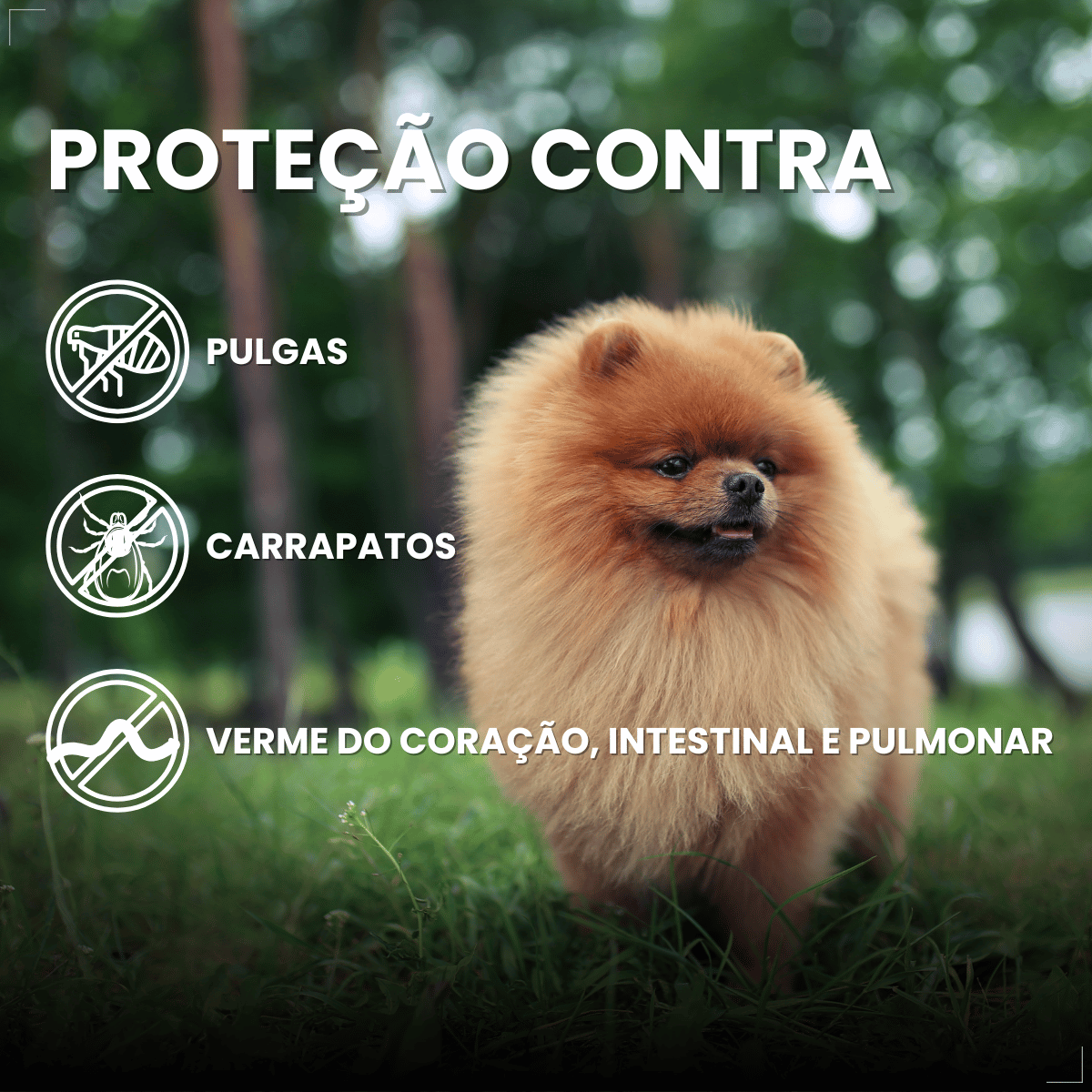 Simparic TRIO Cães 2,6 a 5KG Vermífugo Pulga Carrapato 3 Comprimidos