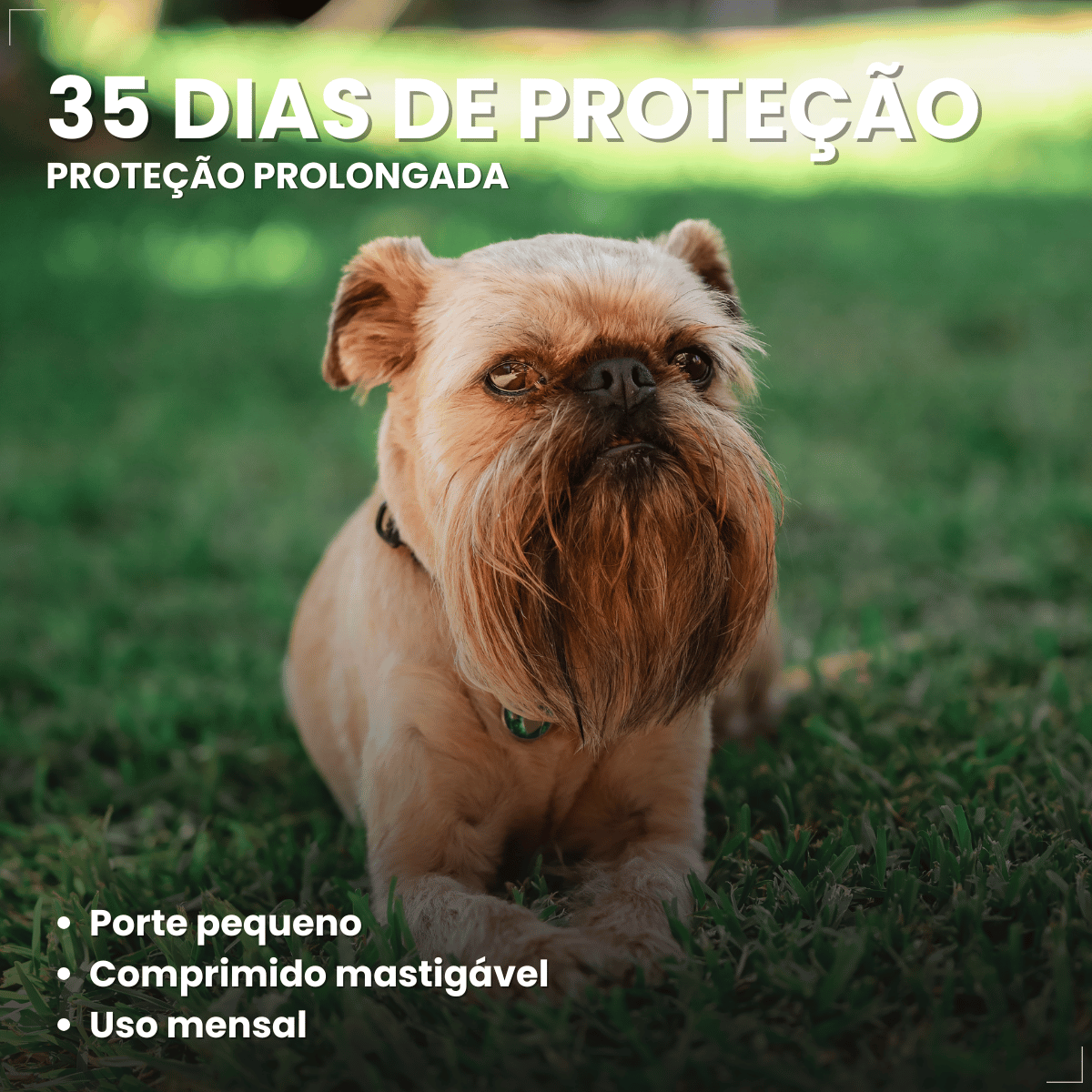 Simparic TRIO Cães 2,6 a 5KG Vermífugo Pulga Carrapato 3 Comprimidos