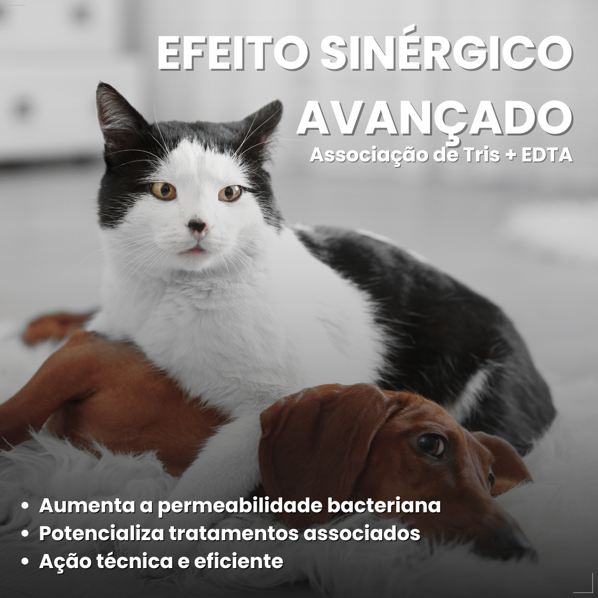 Surosolve Solução Auricular Para Cães e Gatos 125ml Elanco