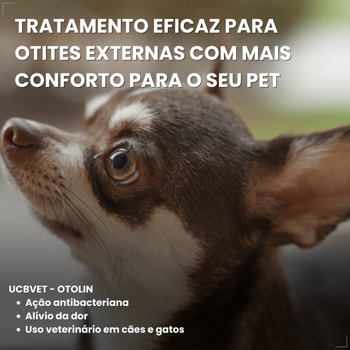Otolin para Cães e Gatos UCB Vet 15 ml