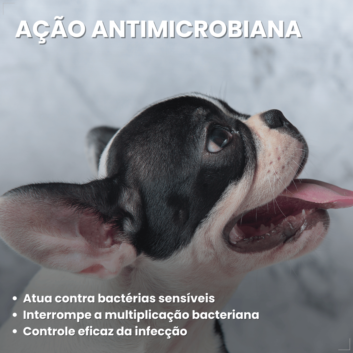 Otolin para Cães e Gatos UCB Vet 15 ml