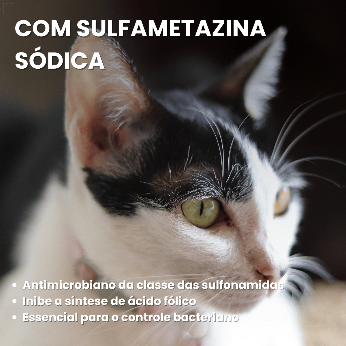Otolin para Cães e Gatos UCB Vet 15 ml