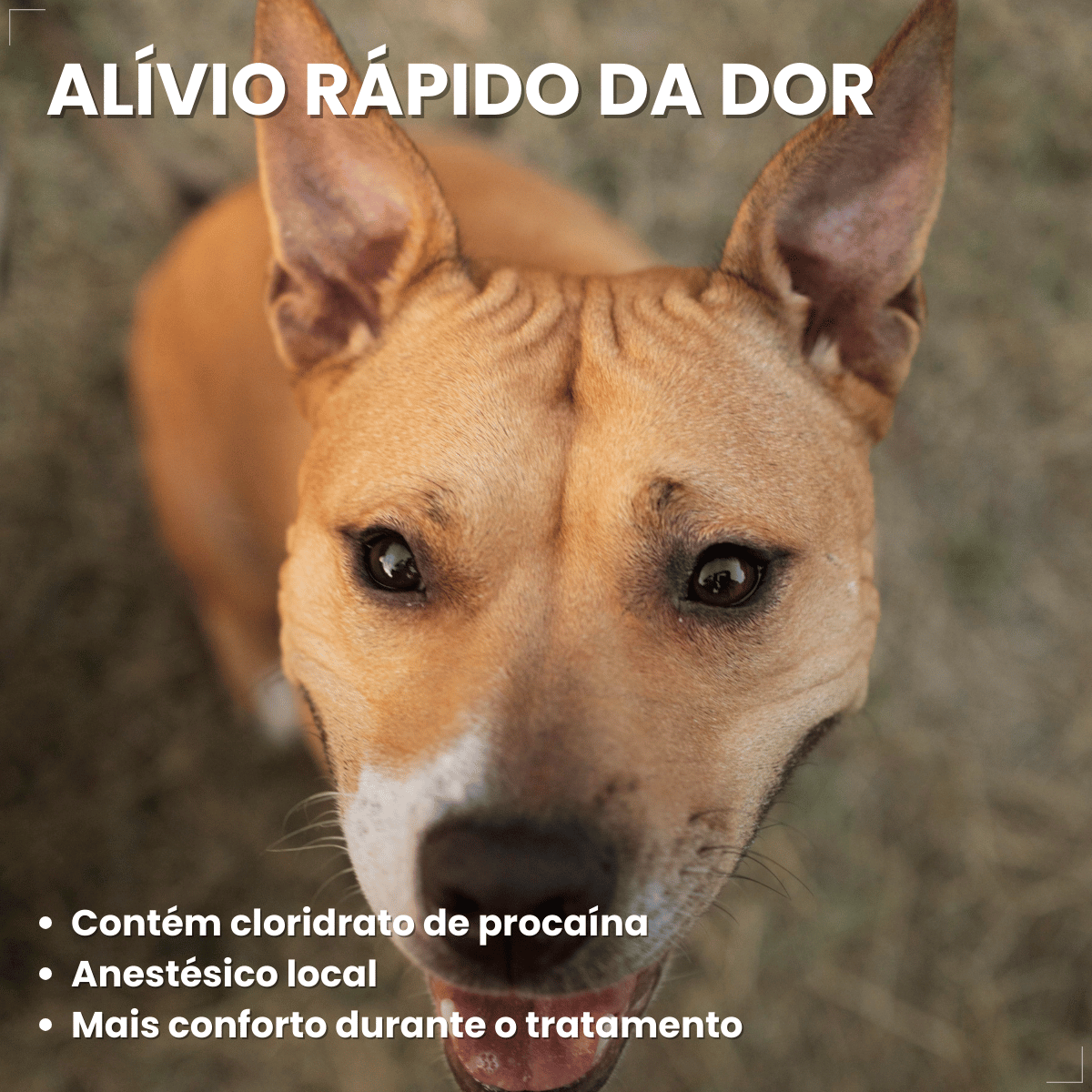 Otolin para Cães e Gatos UCB Vet 15 ml