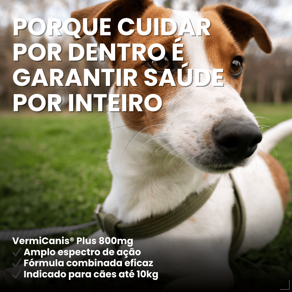 Vermífugo VermiCanis Plus 800mg 4 Comprimidos Cães 10kg