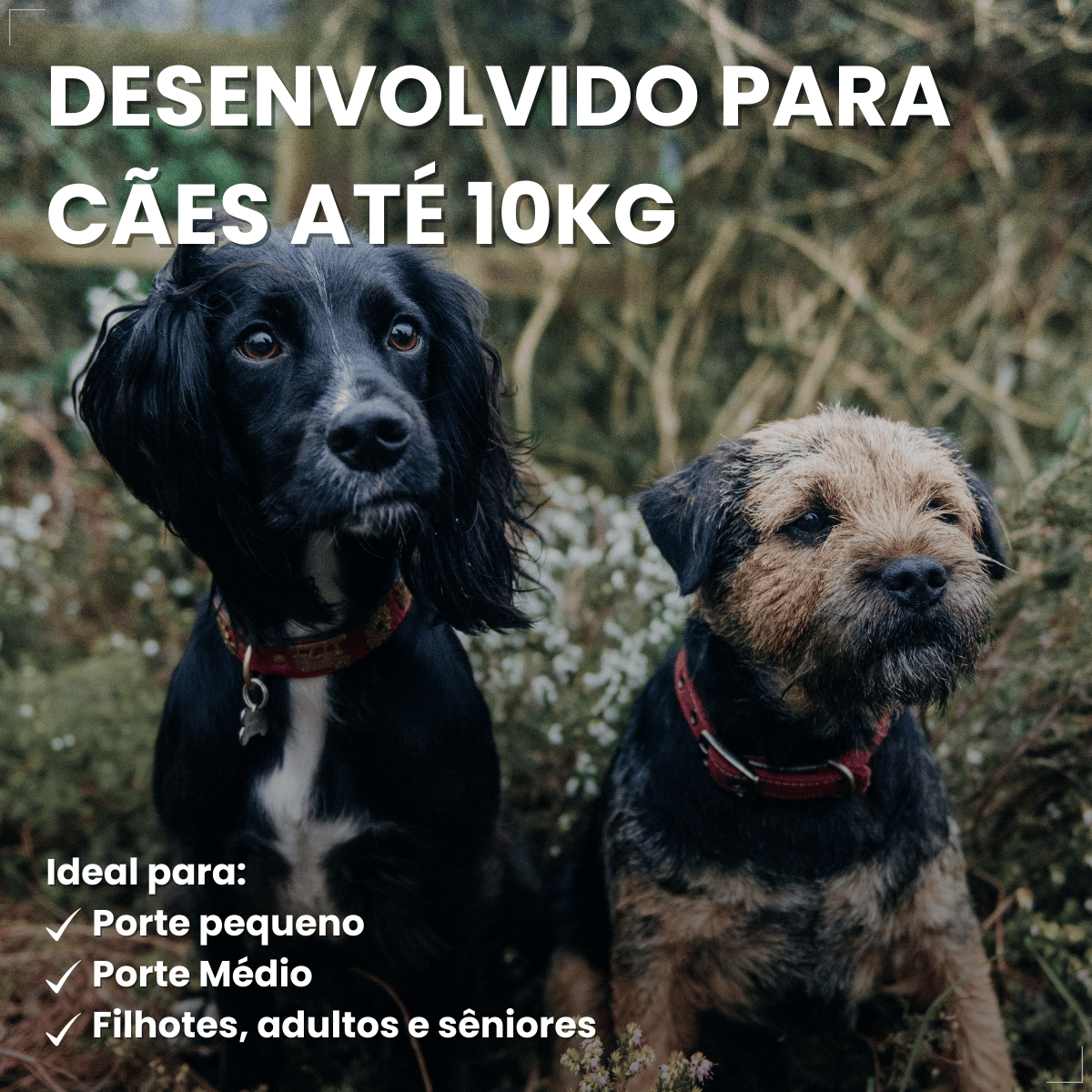 Vermífugo VermiCanis Plus 800mg 4 Comprimidos Cães 10kg