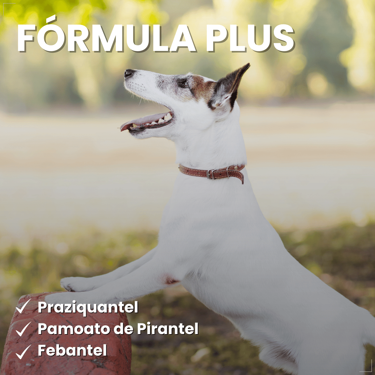 Vermífugo VermiCanis Plus 800mg 4 Comprimidos Cães 10kg