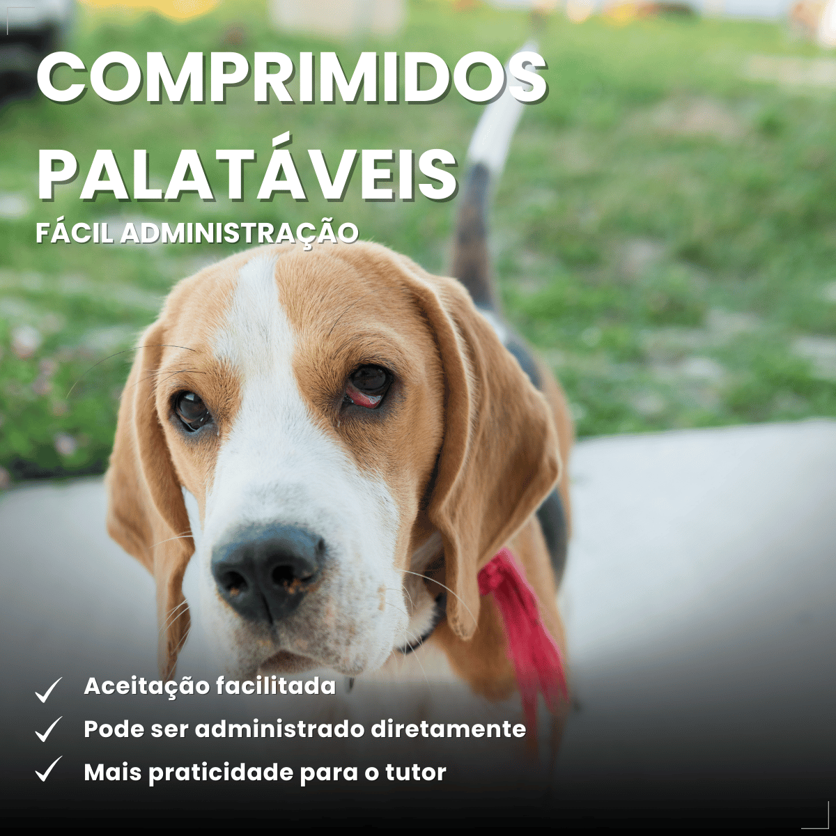 Vermífugo VermiCanis Plus 800mg 4 Comprimidos Cães 10kg