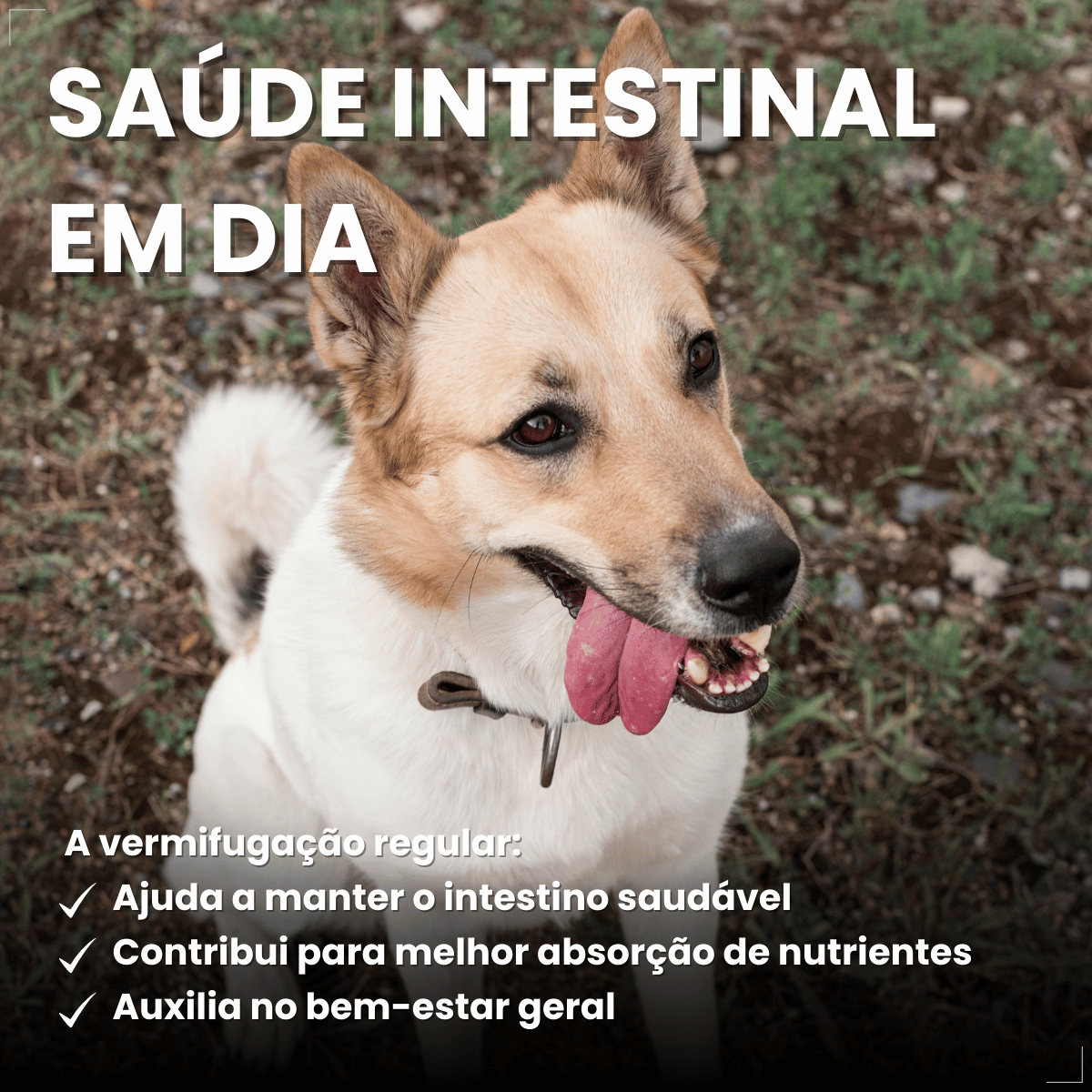 Vermífugo VermiCanis Plus 800mg 4 Comprimidos Cães 10kg