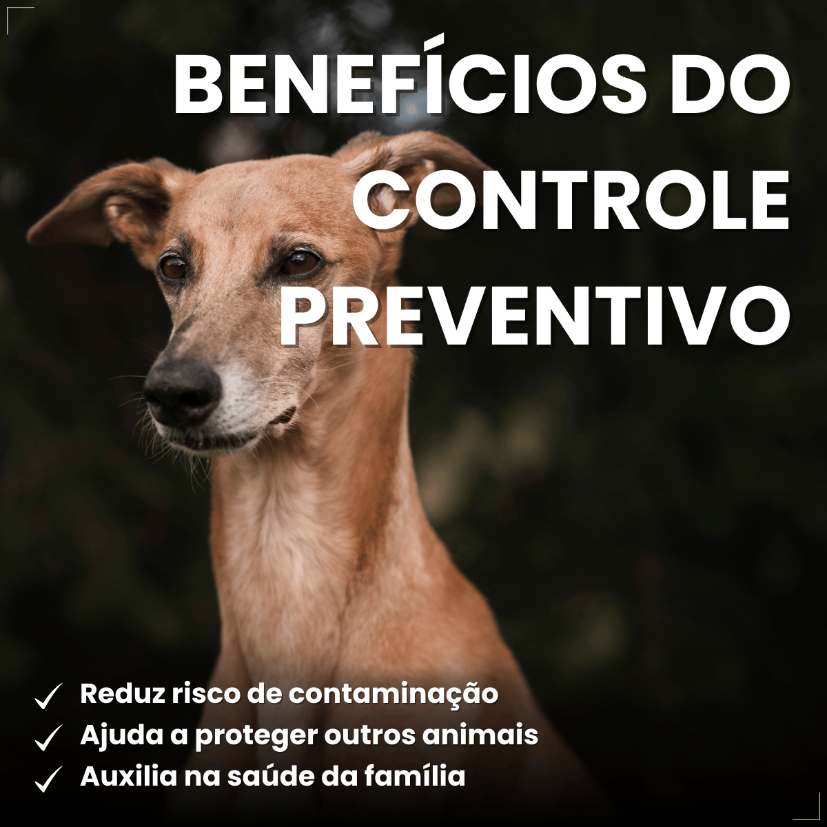Vermífugo VermiCanis Plus 800mg 4 Comprimidos Cães 10kg