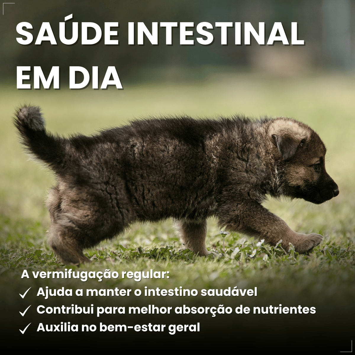 VermiCanis Plus 400mg 4 Comprimidos Cães 5kg