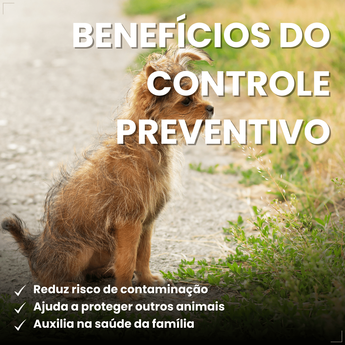 VermiCanis Plus 400mg 4 Comprimidos Cães 5kg