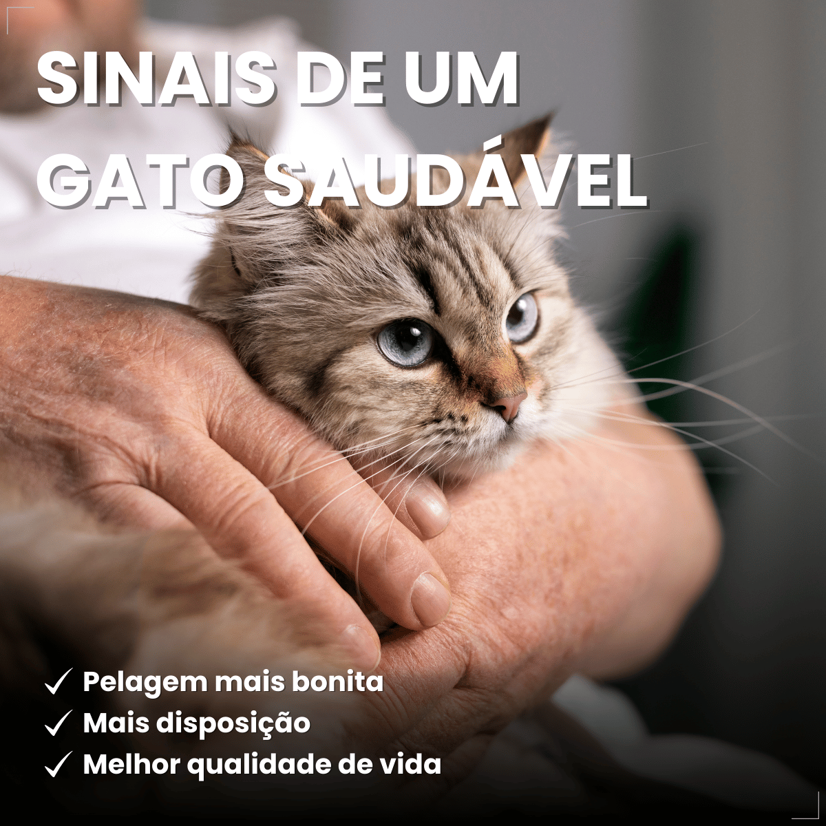 Vermífugo VermiCats Plus 4 Comprimidos Gatos 3kg
