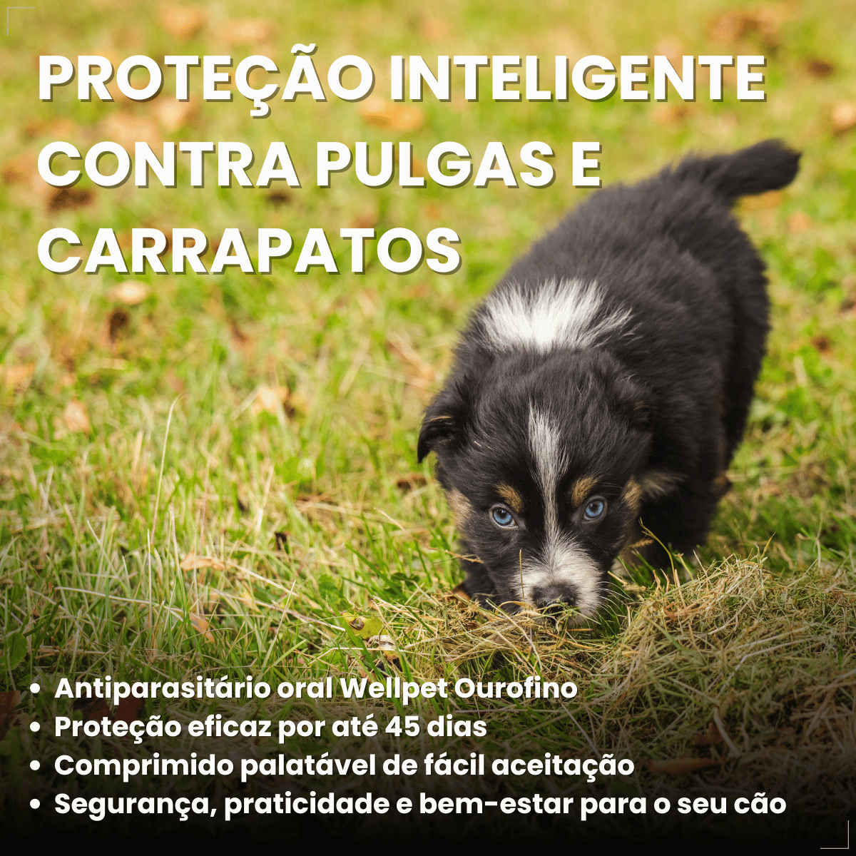 Wellpet Ourofino Antipulgas e Carrapatos Cães 45mg 2 A 4,5kg