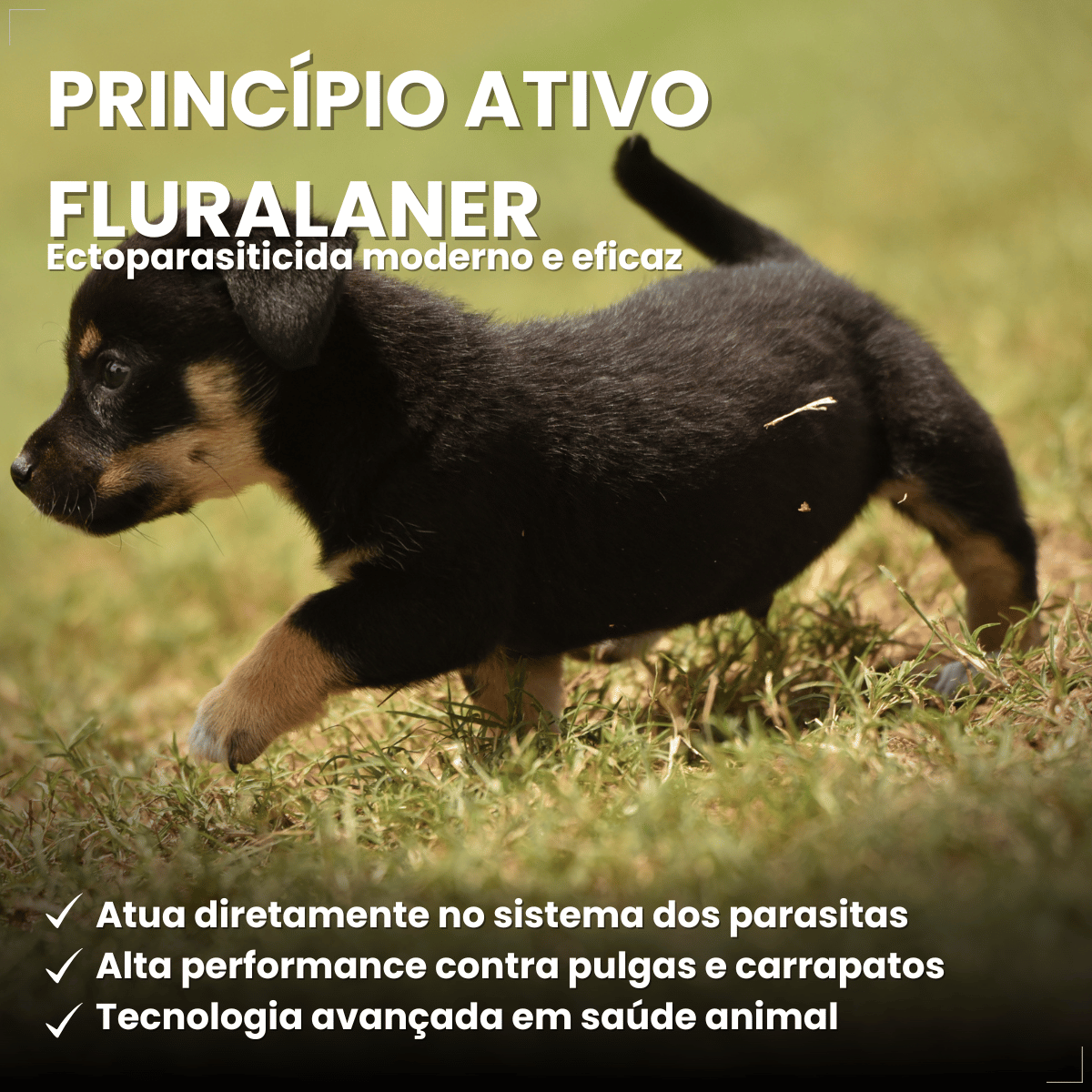 Wellpet Ourofino Antipulgas e Carrapatos Cães 45mg 2 A 4,5kg
