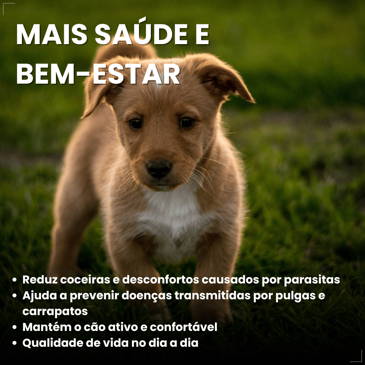 Wellpet Ourofino Antipulgas e Carrapatos Cães 45mg 2 A 4,5kg