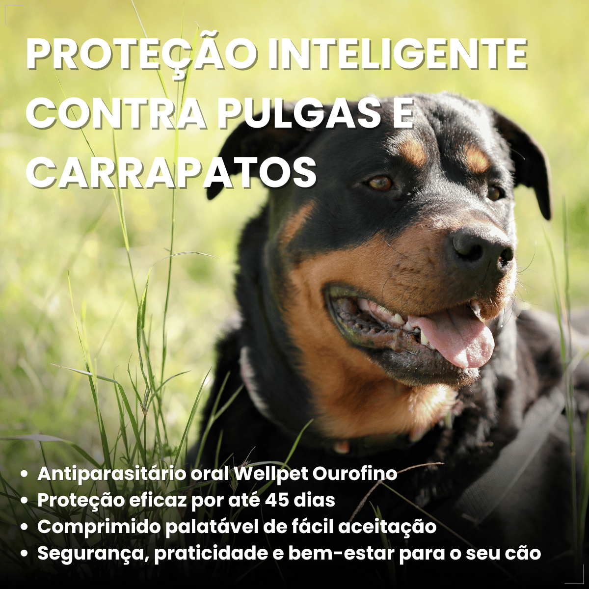 Wellpet 560Mg Antipulgas Carrapatos Cães 40,1 A 56kg Ouro