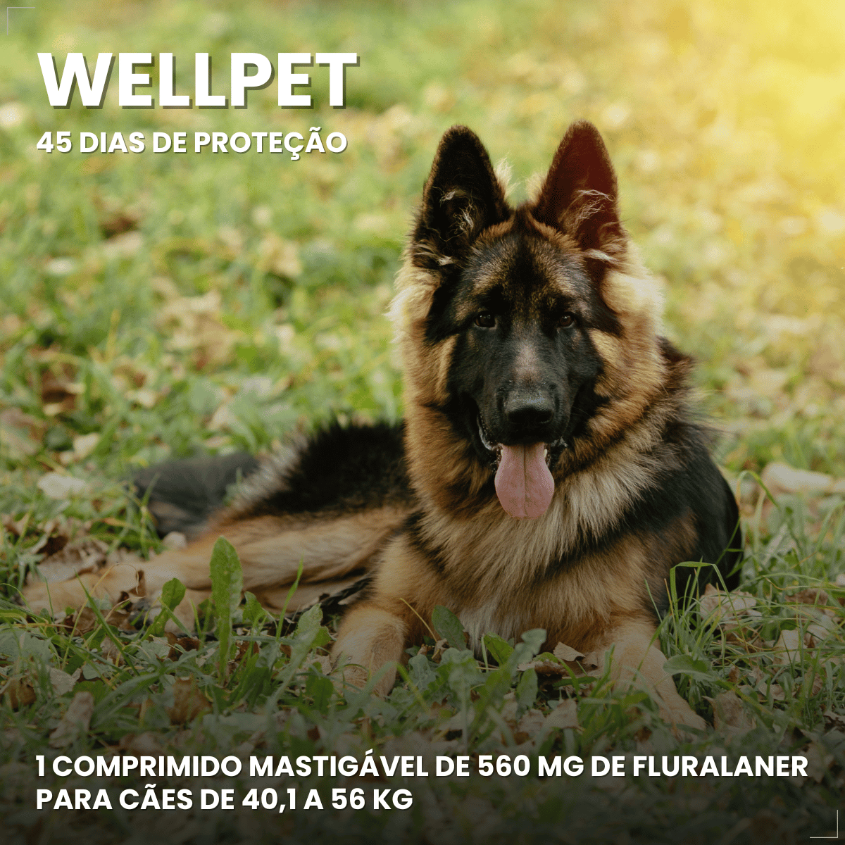 Wellpet 560Mg Antipulgas Carrapatos Cães 40,1 A 56kg Ouro