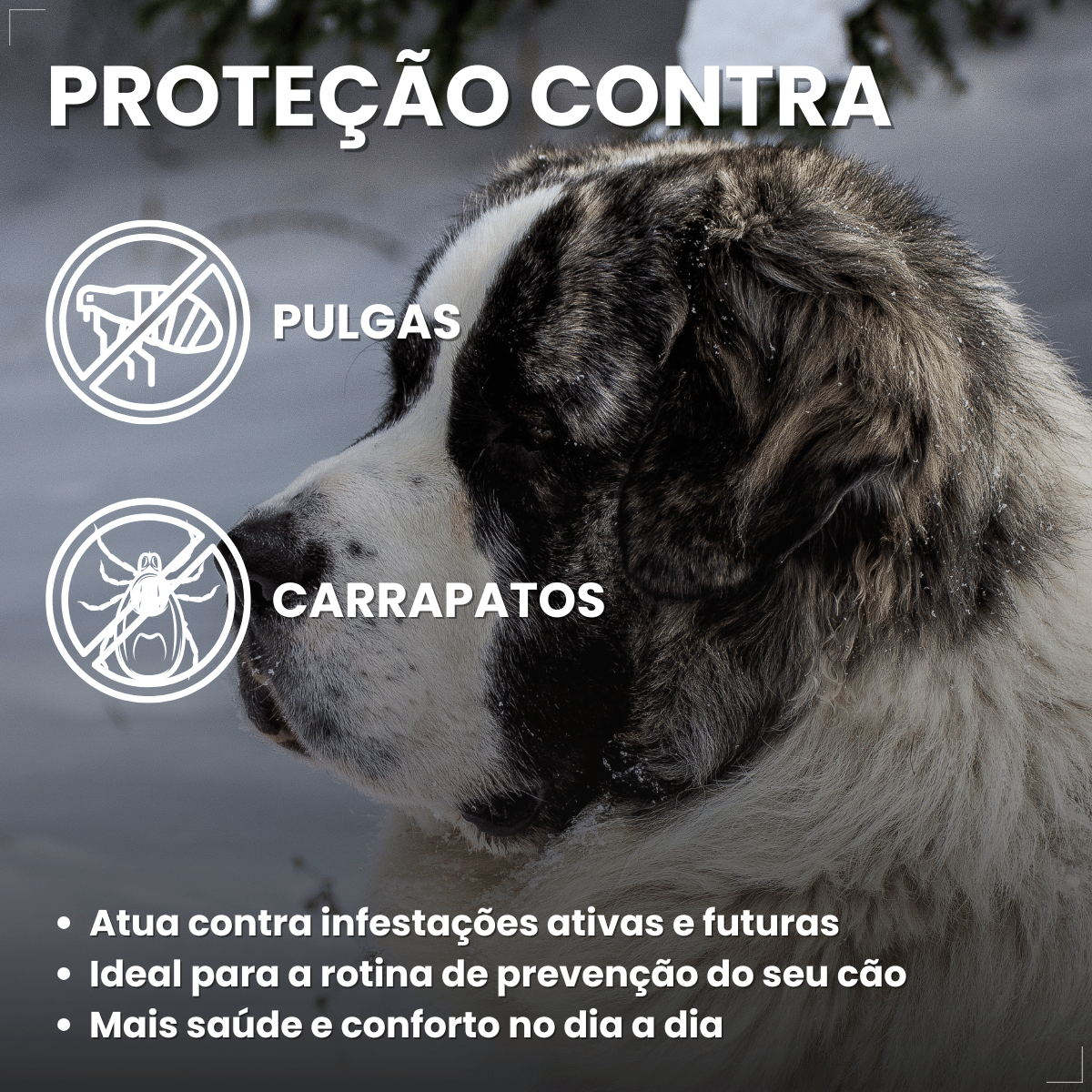Wellpet 560Mg Antipulgas Carrapatos Cães 40,1 A 56kg Ouro