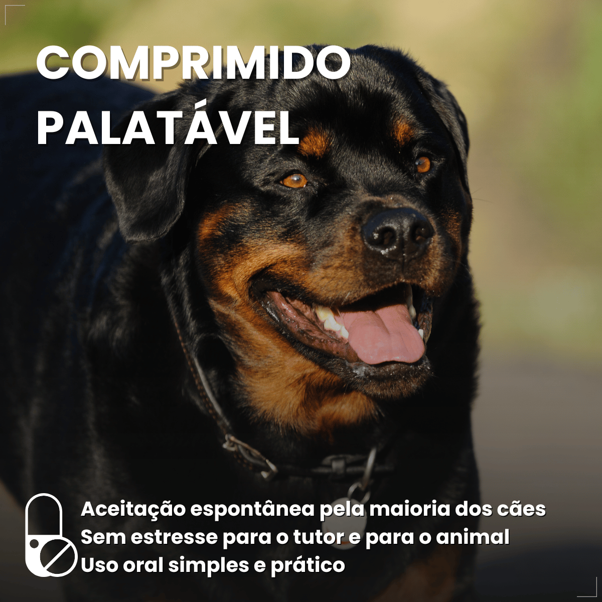 Wellpet 560Mg Antipulgas Carrapatos Cães 40,1 A 56kg Ouro
