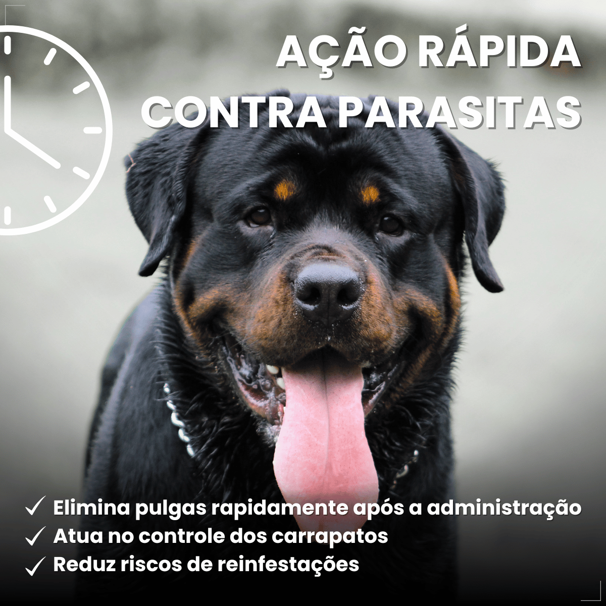 Wellpet 560Mg Antipulgas Carrapatos Cães 40,1 A 56kg Ouro