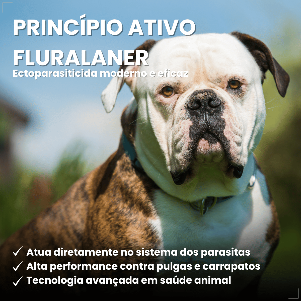 Wellpet 560Mg Antipulgas Carrapatos Cães 40,1 A 56kg Ouro