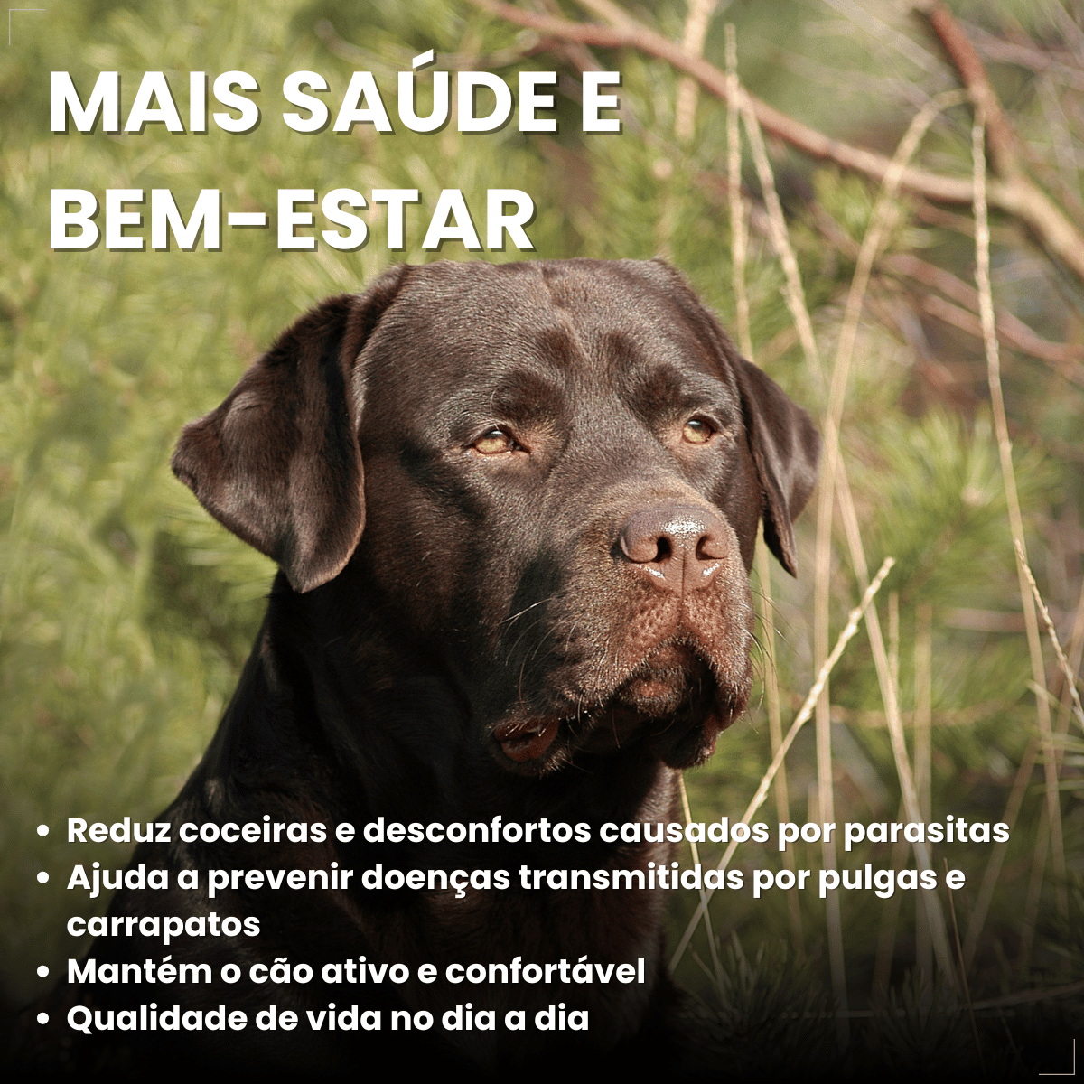 Wellpet 560Mg Antipulgas Carrapatos Cães 40,1 A 56kg Ouro