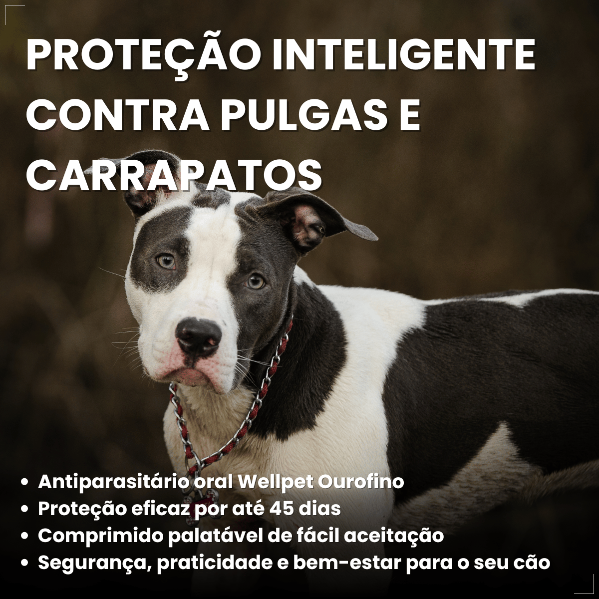 Antipulgas Carrapatos Wellpet Cão Ourofino 200mg 10,1 A 20kg
