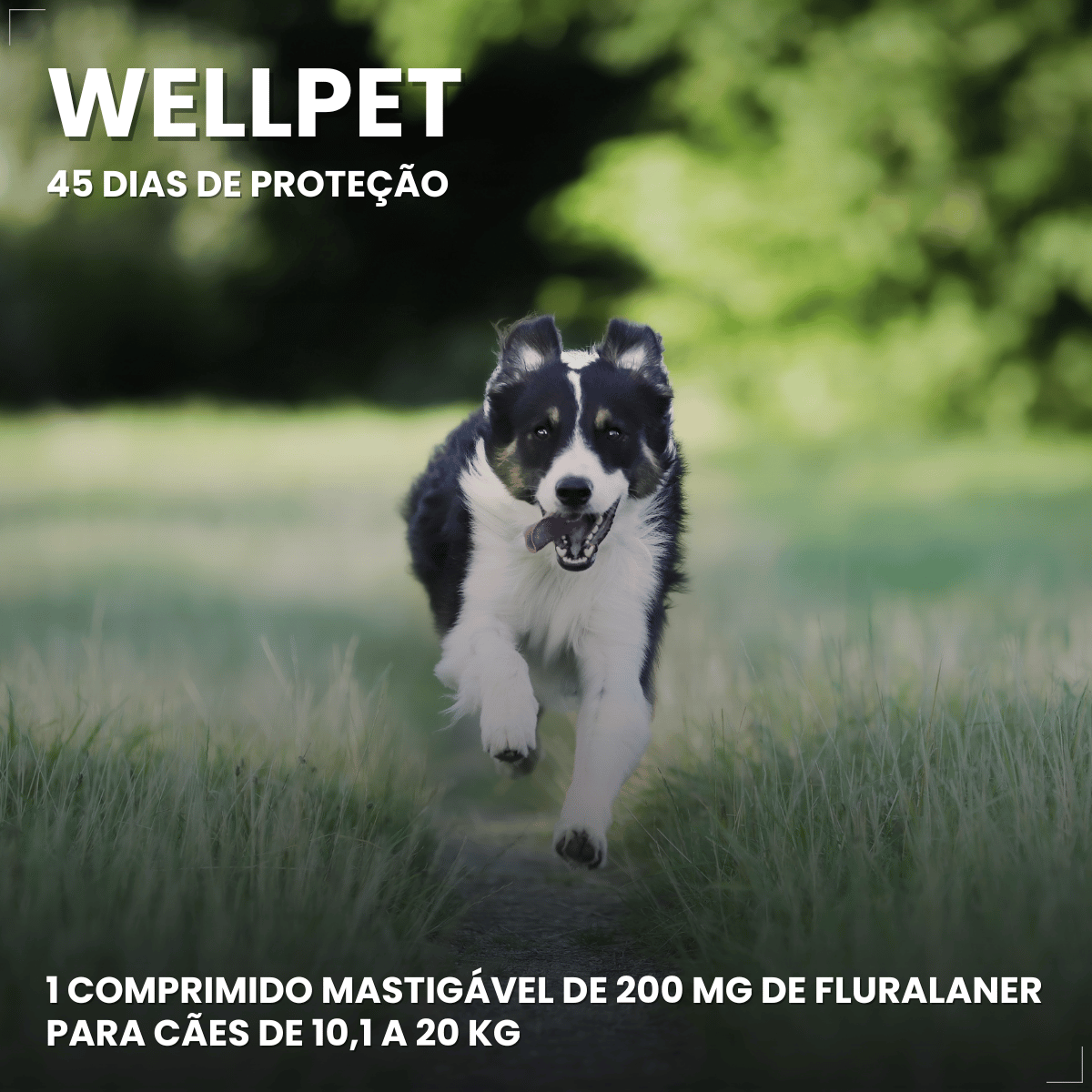 Antipulgas Carrapatos Wellpet Cão Ourofino 200mg 10,1 A 20kg