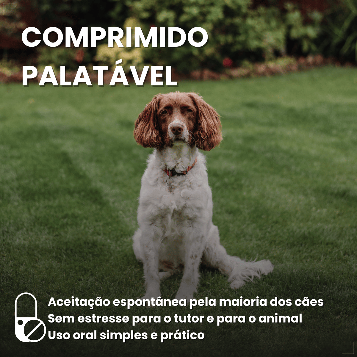 Antipulgas Carrapatos Wellpet Cão Ourofino 200mg 10,1 A 20kg
