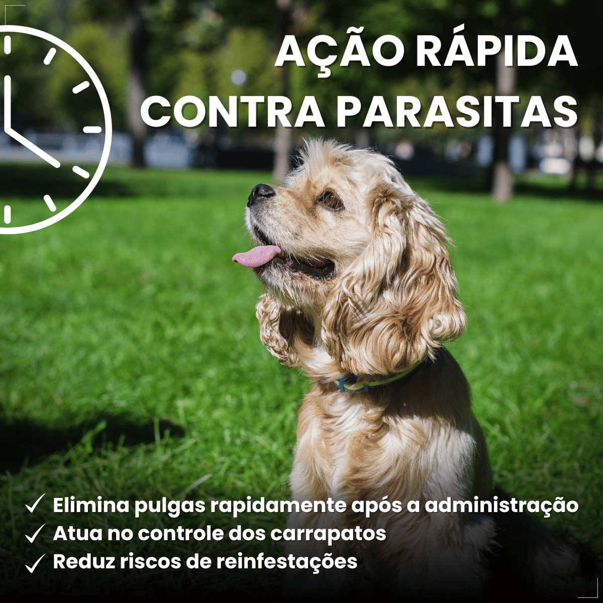 Antipulgas Carrapatos Wellpet Cão Ourofino 200mg 10,1 A 20kg