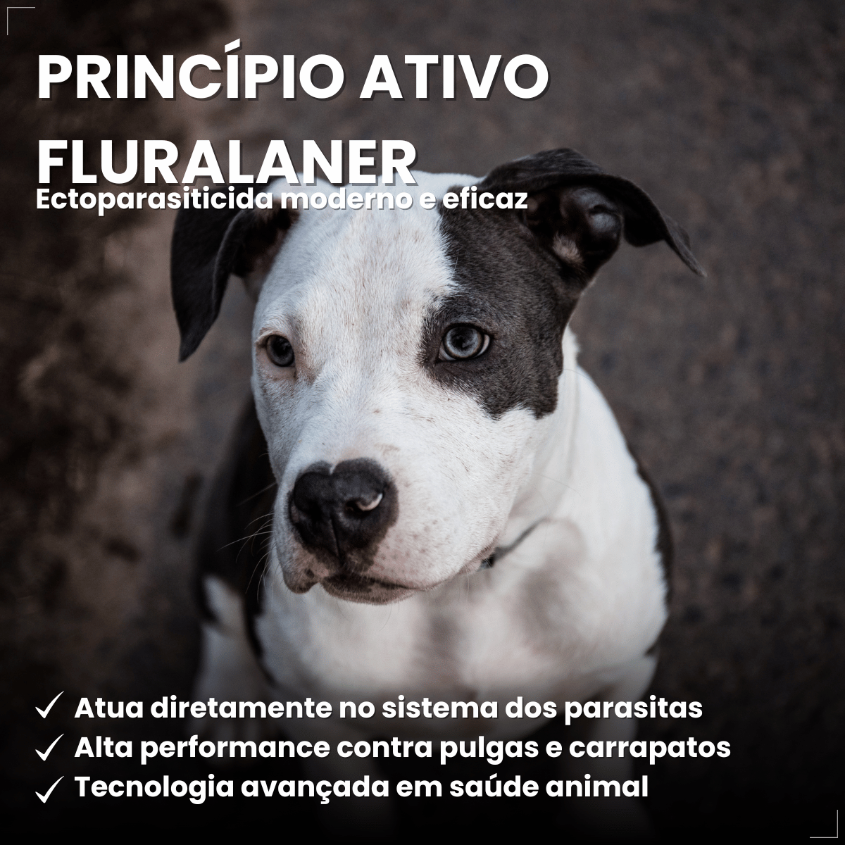 Antipulgas Carrapatos Wellpet Cão Ourofino 200mg 10,1 A 20kg