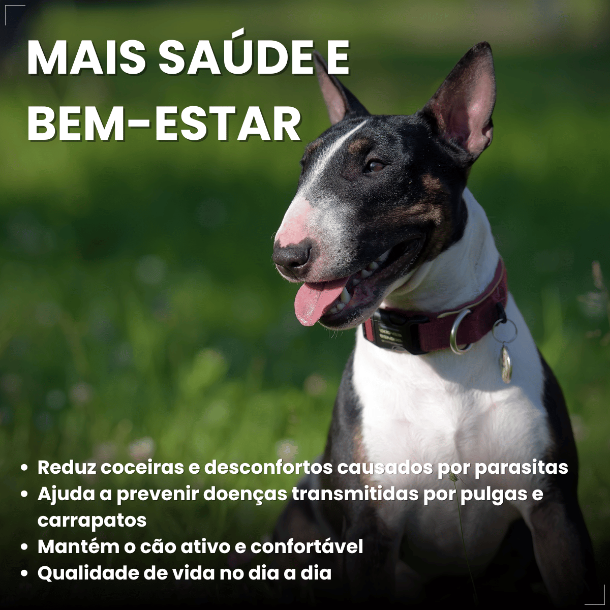 Antipulgas Carrapatos Wellpet Cão Ourofino 200mg 10,1 A 20kg