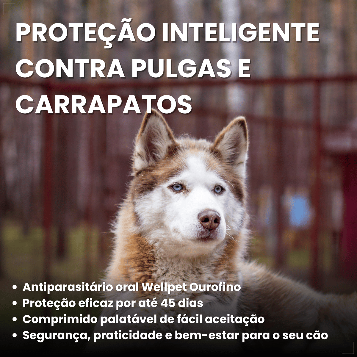 Wellpet Antipulgas E Carrapatos 400mg Para Cães 20,1 A 40 Kg