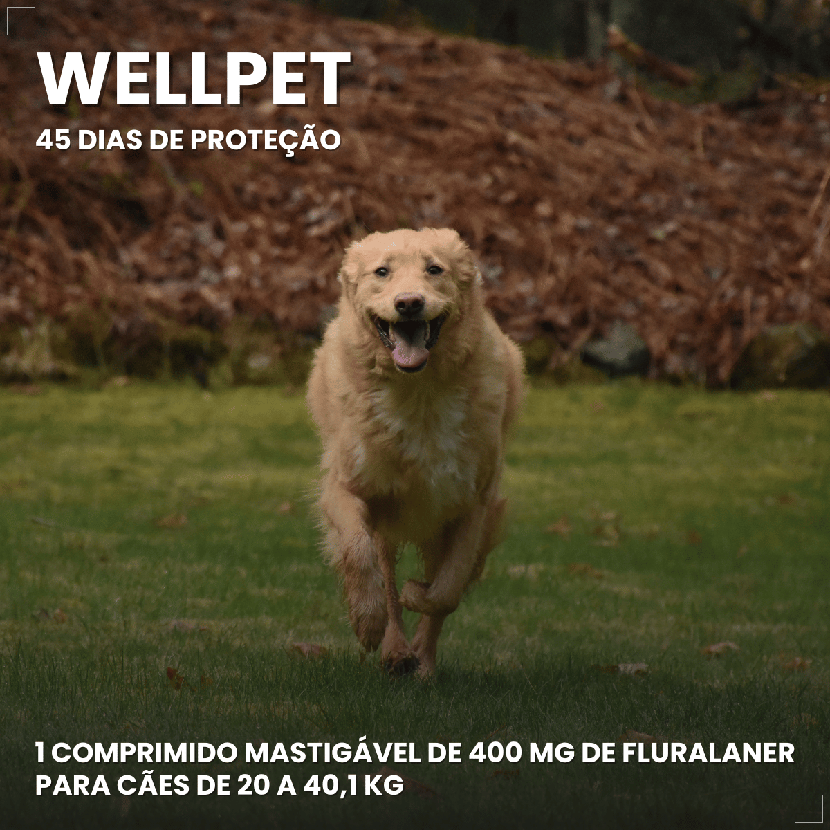 Wellpet Antipulgas E Carrapatos 400mg Para Cães 20,1 A 40 Kg