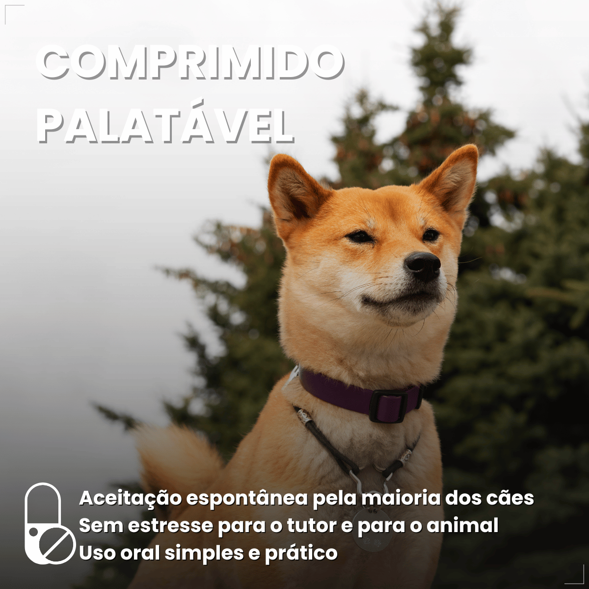 Wellpet Antipulgas E Carrapatos 400mg Para Cães 20,1 A 40 Kg