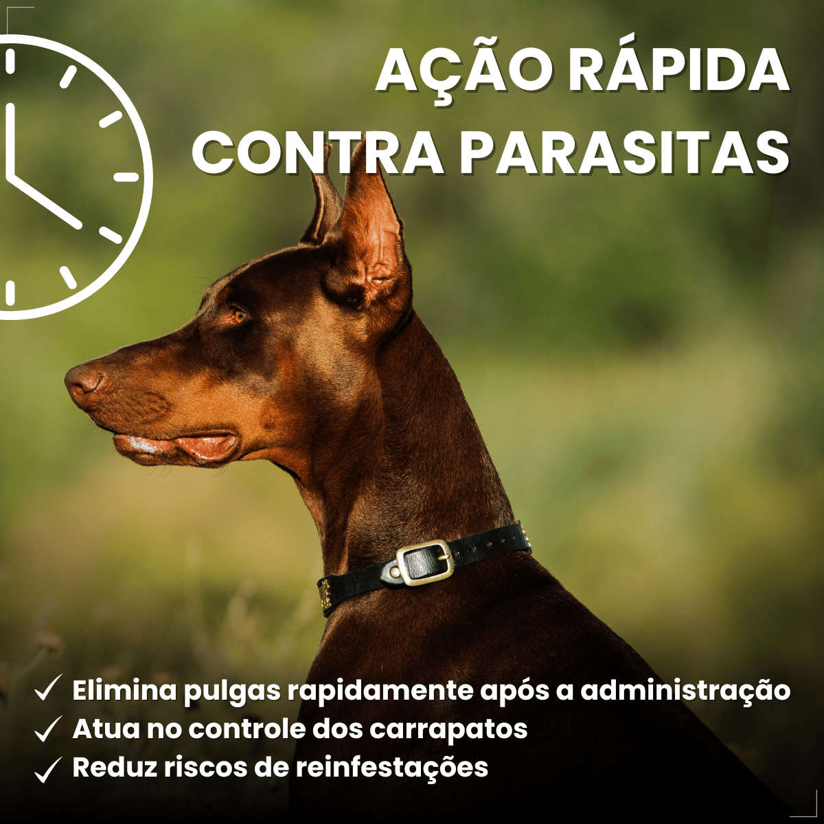 Wellpet Antipulgas E Carrapatos 400mg Para Cães 20,1 A 40 Kg