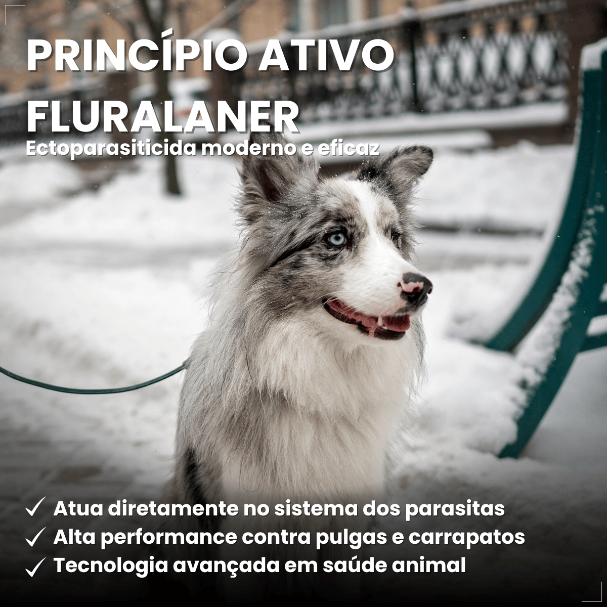 Wellpet Antipulgas E Carrapatos 400mg Para Cães 20,1 A 40 Kg