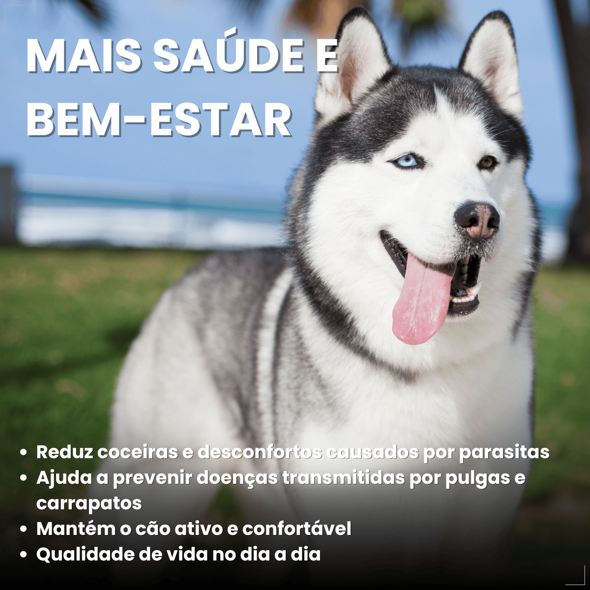 Wellpet Antipulgas E Carrapatos 400mg Para Cães 20,1 A 40 Kg