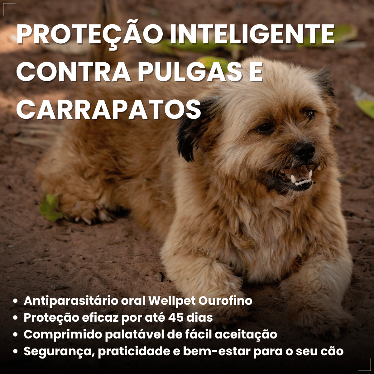 Antipulgas Carrapatos Wellpet Cães Ourofino 100mg 4,6 A 10kg