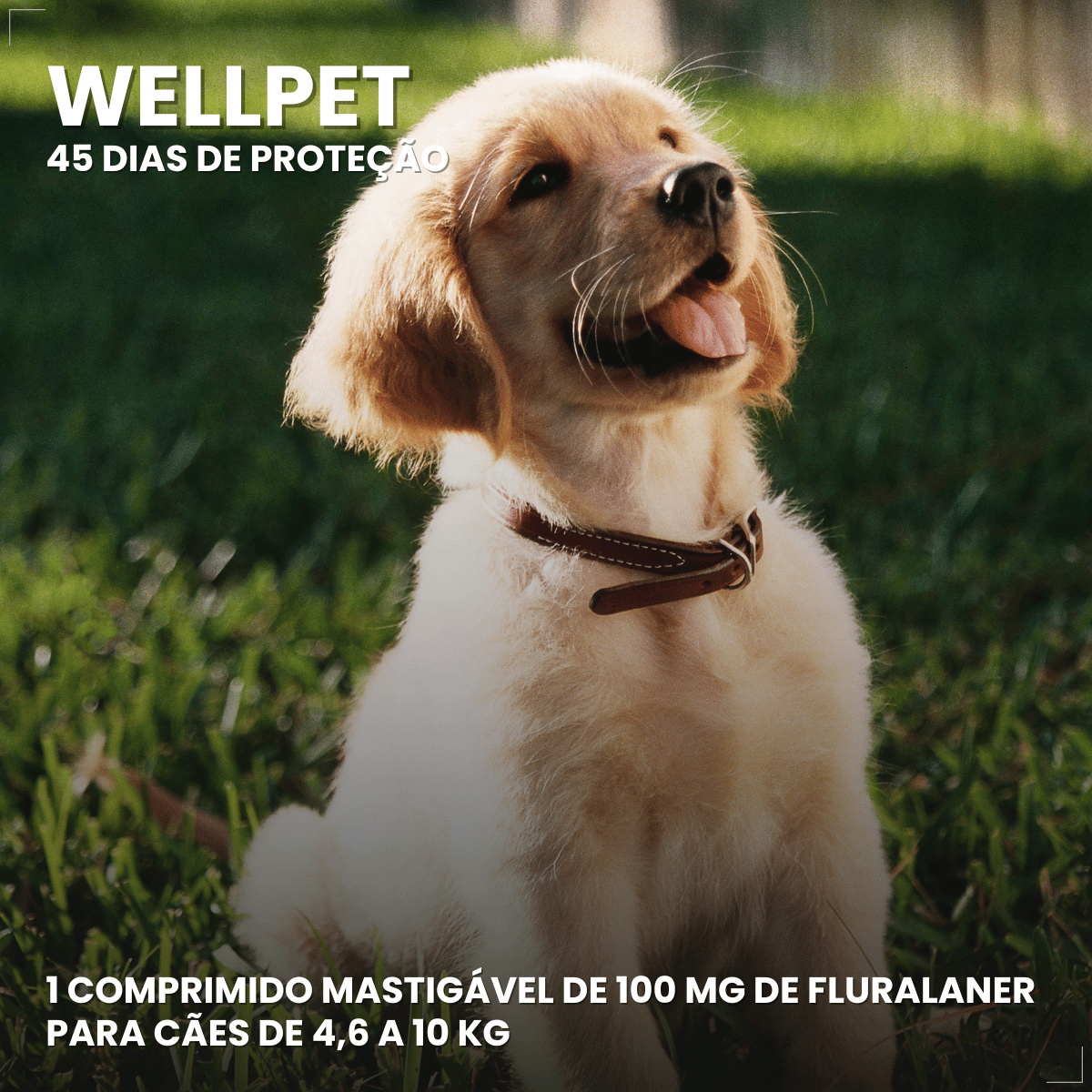 Antipulgas Carrapatos Wellpet Cães Ourofino 100mg 4,6 A 10kg