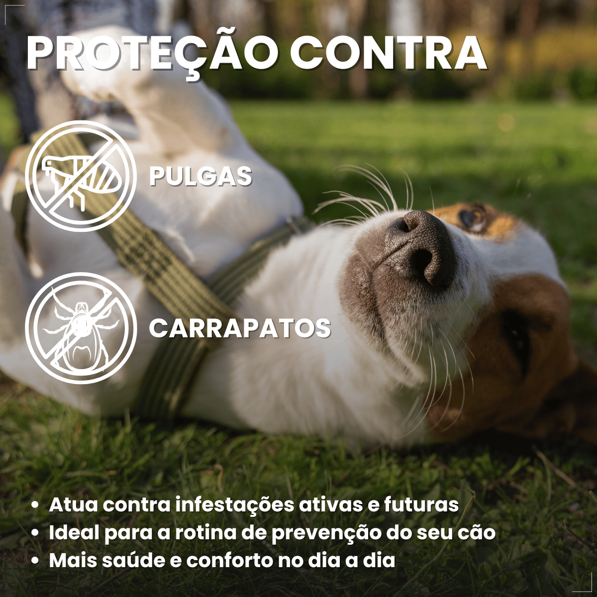 Antipulgas Carrapatos Wellpet Cães Ourofino 100mg 4,6 A 10kg