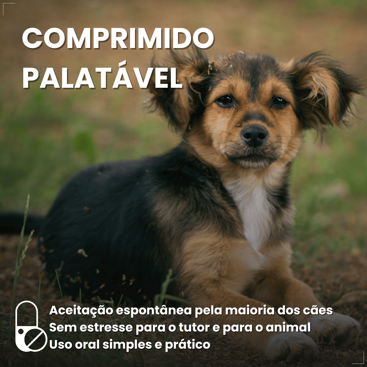 Antipulgas Carrapatos Wellpet Cães Ourofino 100mg 4,6 A 10kg
