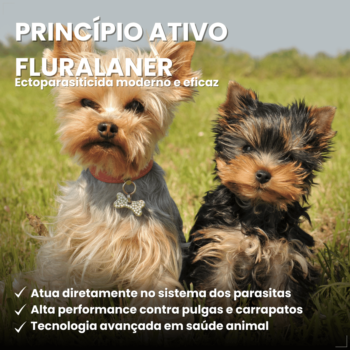 Antipulgas Carrapatos Wellpet Cães Ourofino 100mg 4,6 A 10kg